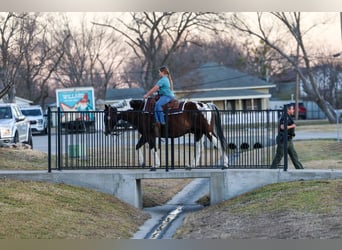 American Quarter Horse, Wałach, 12 lat, 152 cm, Srokata