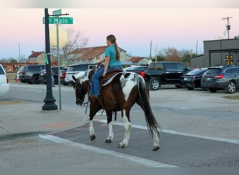 American Quarter Horse, Wałach, 12 lat, 152 cm, Srokata