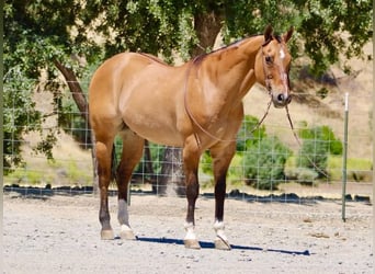 American Quarter Horse, Wałach, 12 lat, 155 cm, Bułana