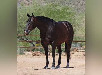 American Quarter Horse, Wałach, 12 lat, 155 cm, Gniada
