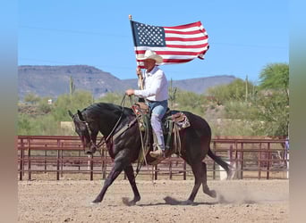 American Quarter Horse, Wałach, 12 lat, 155 cm, Gniada