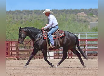 American Quarter Horse, Wałach, 12 lat, 155 cm, Gniada