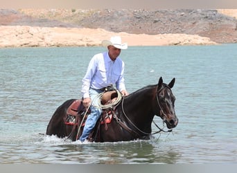 American Quarter Horse, Wałach, 12 lat, 155 cm, Gniada