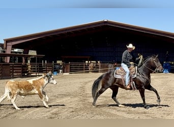 American Quarter Horse, Wałach, 12 lat, 155 cm, Gniada