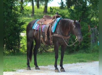 American Quarter Horse, Wałach, 12 lat, 155 cm, Kara