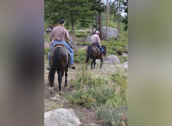 American Quarter Horse, Wałach, 12 lat, 155 cm, Kara