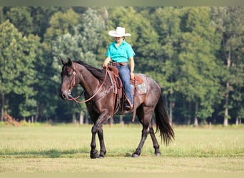 American Quarter Horse, Wałach, 12 lat, 155 cm, Karodereszowata