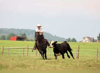 American Quarter Horse, Wałach, 12 lat, 155 cm, Karodereszowata
