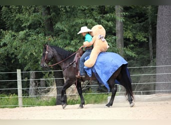 American Quarter Horse, Wałach, 12 lat, 155 cm, Karodereszowata