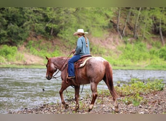 American Quarter Horse, Wałach, 12 lat, 155 cm, Kasztanowatodereszowata