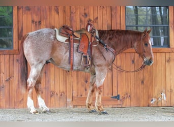 American Quarter Horse, Wałach, 12 lat, 155 cm, Kasztanowatodereszowata