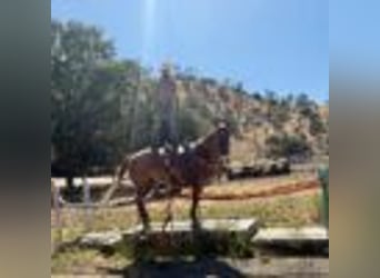 American Quarter Horse, Wałach, 12 lat, 155 cm, Kasztanowatodereszowata