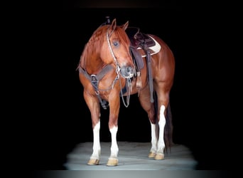 American Quarter Horse, Wałach, 12 lat, 157 cm, Cisawa