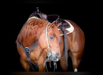 American Quarter Horse, Wałach, 12 lat, 157 cm, Cisawa