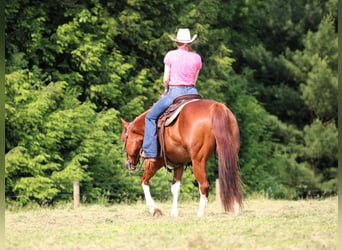 American Quarter Horse, Wałach, 12 lat, 157 cm, Cisawa