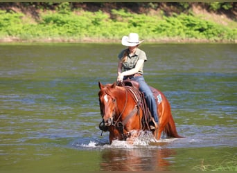 American Quarter Horse, Wałach, 12 lat, 157 cm, Cisawa