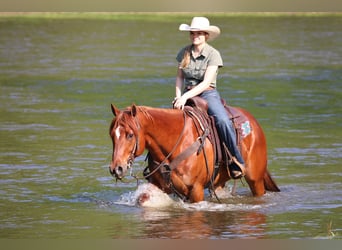American Quarter Horse, Wałach, 12 lat, 157 cm, Cisawa
