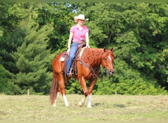 American Quarter Horse, Wałach, 12 lat, 157 cm, Cisawa