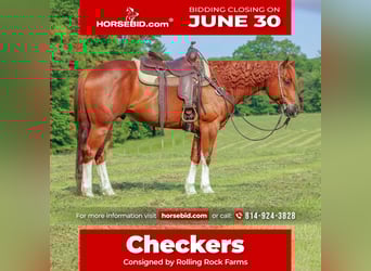 American Quarter Horse, Wałach, 12 lat, 157 cm, Cisawa