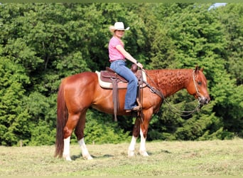 American Quarter Horse, Wałach, 12 lat, 157 cm, Cisawa