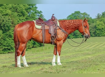 American Quarter Horse, Wałach, 12 lat, 157 cm, Cisawa