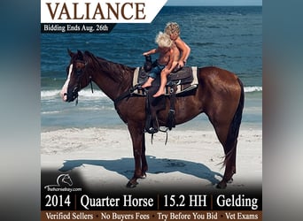 American Quarter Horse, Wałach, 12 lat, 157 cm, Cisawa