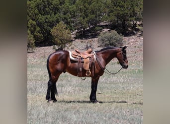 American Quarter Horse, Wałach, 12 lat, 157 cm, Gniada