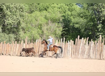 American Quarter Horse, Wałach, 12 lat, 157 cm, Gniada