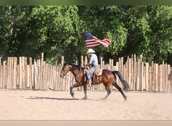 American Quarter Horse, Wałach, 12 lat, 157 cm, Gniada
