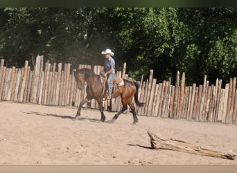 American Quarter Horse, Wałach, 12 lat, 157 cm, Gniada