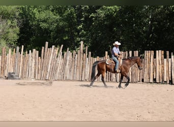 American Quarter Horse, Wałach, 12 lat, 157 cm, Gniada