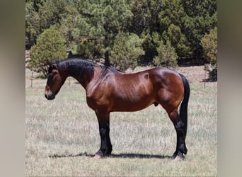 American Quarter Horse, Wałach, 12 lat, 157 cm, Gniada