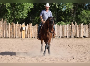 American Quarter Horse, Wałach, 12 lat, 157 cm, Gniada