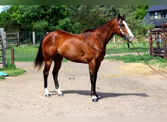 American Quarter Horse, Wałach, 12 lat, 157 cm, Gniada