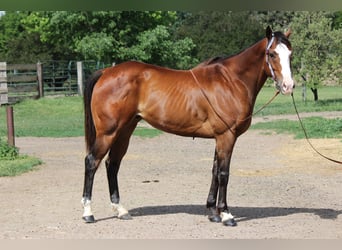American Quarter Horse, Wałach, 12 lat, 157 cm, Gniada