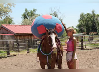 American Quarter Horse, Wałach, 12 lat, 157 cm, Gniada