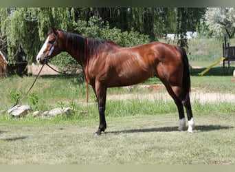 American Quarter Horse, Wałach, 12 lat, 157 cm, Gniada