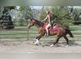American Quarter Horse, Wałach, 12 lat, 157 cm, Gniada