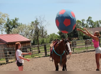 American Quarter Horse, Wałach, 12 lat, 157 cm, Gniada