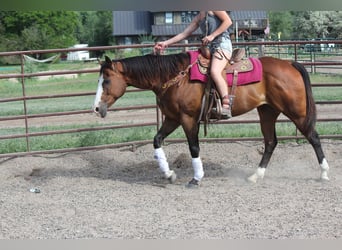 American Quarter Horse, Wałach, 12 lat, 157 cm, Gniada