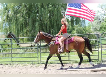 American Quarter Horse, Wałach, 12 lat, 157 cm, Gniada