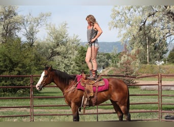 American Quarter Horse, Wałach, 12 lat, 157 cm, Gniada
