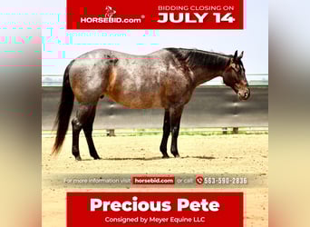 American Quarter Horse, Wałach, 12 lat, 157 cm, Karodereszowata