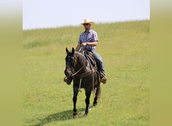 American Quarter Horse, Wałach, 12 lat, 157 cm, Karodereszowata