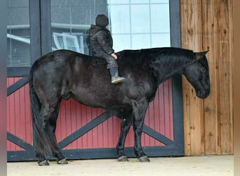 American Quarter Horse, Wałach, 12 lat, 157 cm, Karodereszowata