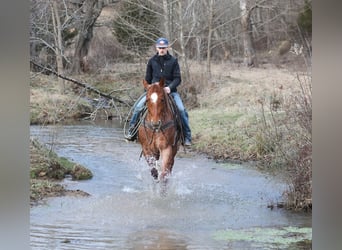 American Quarter Horse, Wałach, 12 lat, 157 cm, Kasztanowatodereszowata