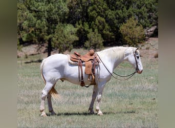 American Quarter Horse, Wałach, 12 lat, 157 cm, Siwa