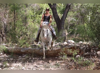 American Quarter Horse, Wałach, 12 lat, 157 cm, Siwa