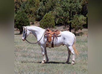 American Quarter Horse, Wałach, 12 lat, 157 cm, Siwa
