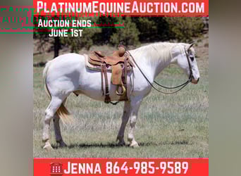 American Quarter Horse, Wałach, 12 lat, 157 cm, Siwa